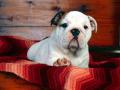 A Comfy Drawer, Bulldog Puppy